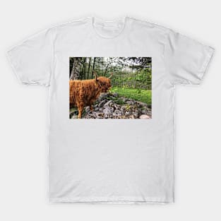 Scottish Highland Cattle Cow 2402 T-Shirt